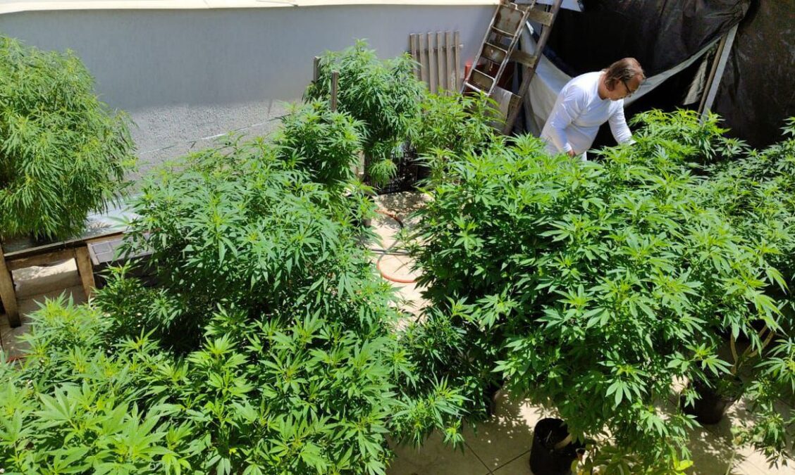 Anvisa Proíbe Importação De Cannabis In Natura E Partes Da Planta