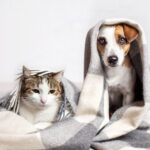 Dog,and,cat,under,a,plaid.,pet,warms,under,a