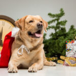 Labrador With Santa Hat. New Year's Garland And Presents