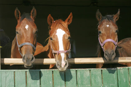 Thoroughbred Horses Posing Face To Face In The Barn Door