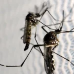 Mosquitos Aedes Aegypti Dengue