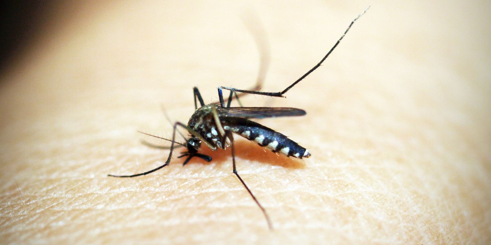 Mosquito 1548947 Gazeta24h.com Gazeta24h.com.jpg