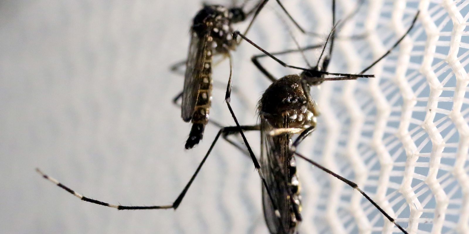 Mosquitos Aedes Aegypti Dengue Gazeta24h.com Gazeta24h.com.jpg