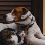 Vetoquinol Verao Potencializa Ocorrencia De Infeccoes De Pele Em Pets Foto Unsplash (1) (1) (1)