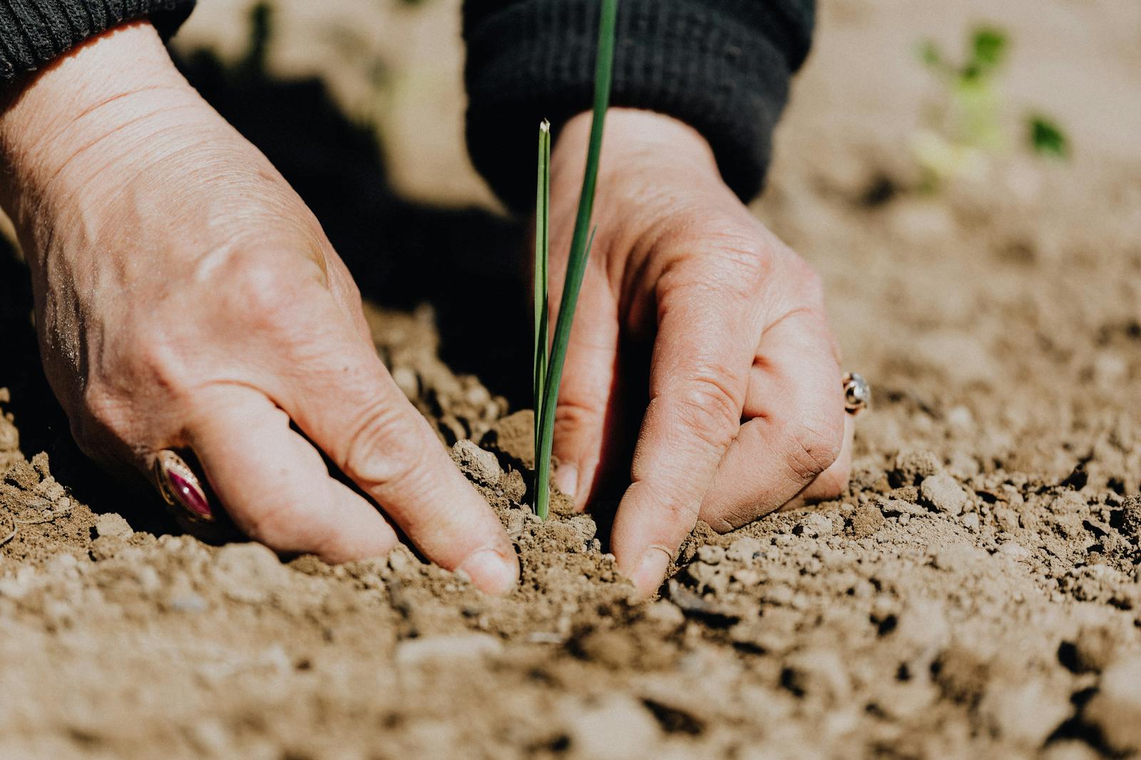 Ground level of unrecognizable female gardener planting green sprout in soil while working on plantation