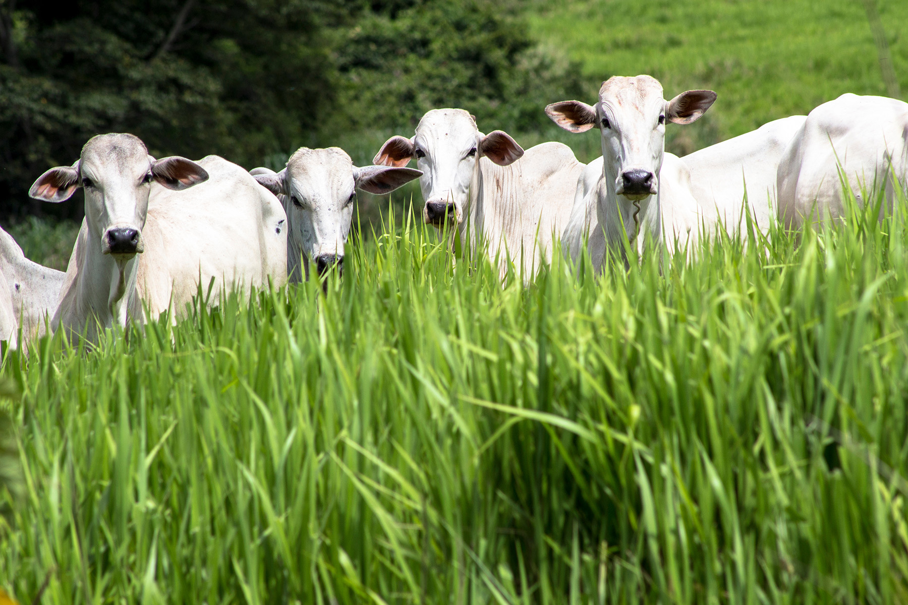 Rolandia, Pr, Brasil, 09/01/2015. Rebanho De Gado Da Raça Nelore Solto Em Um Pasto No Município De Rolândia, Norte Do Estado Do Paraná. – Foto: Alf Ribeiro