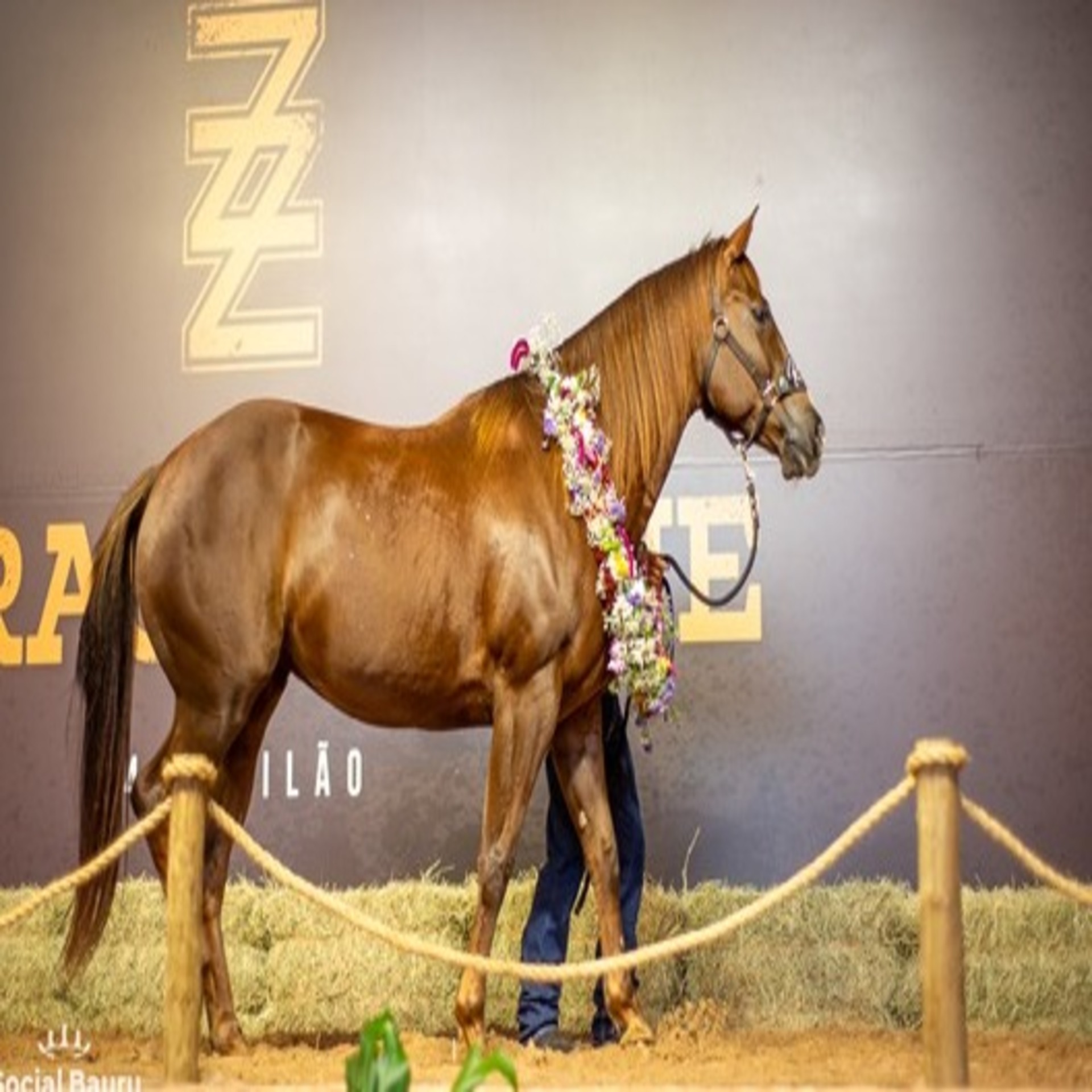 Vetnil Vetnil E Parceira Do Haras Zopone Que Realizou Maior Leilao Foto Divulgacao (1)