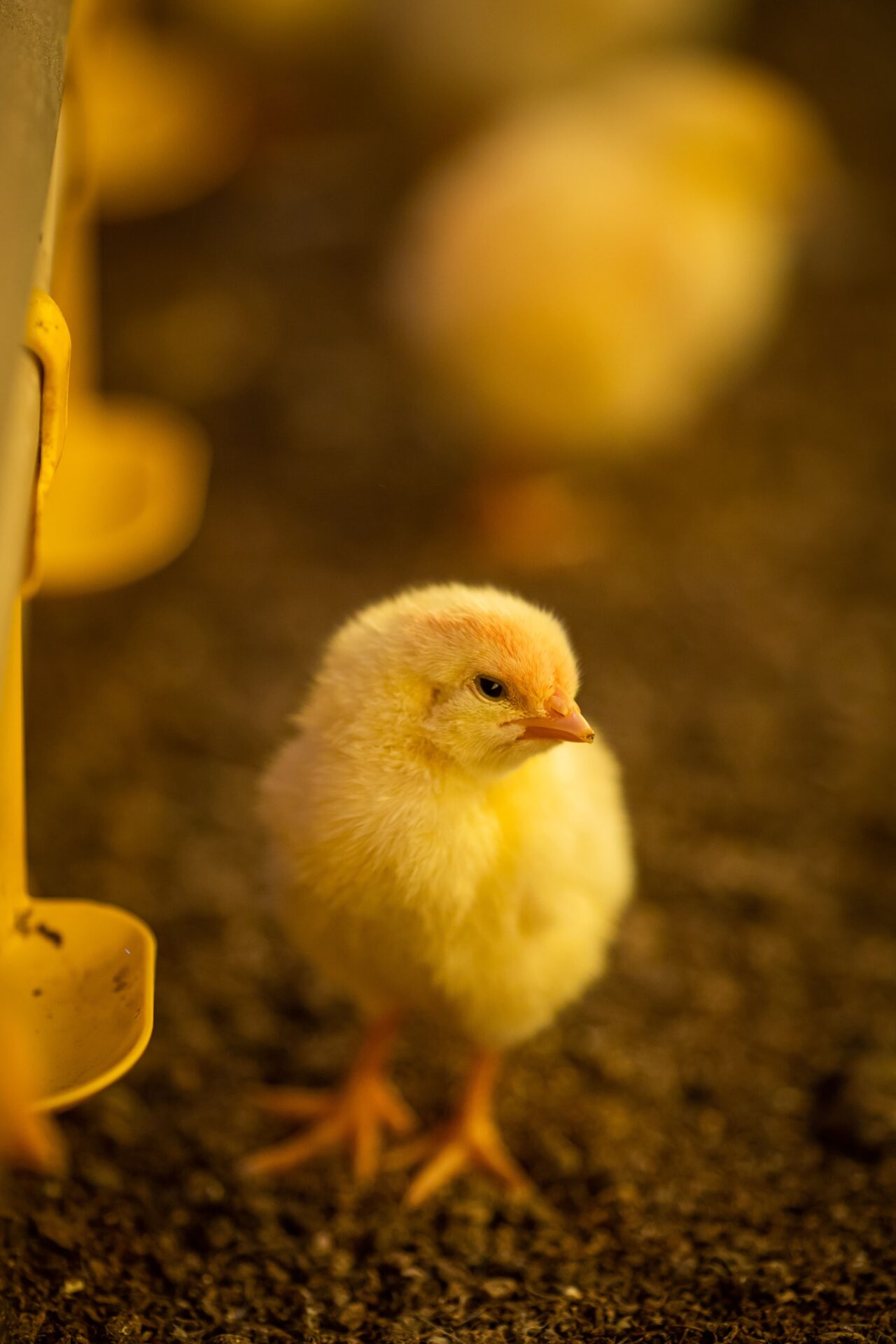 Auster Aves Precisam De Assistencia Nutricional Apos Tratamento De Bico Foto Divulgacao Menor