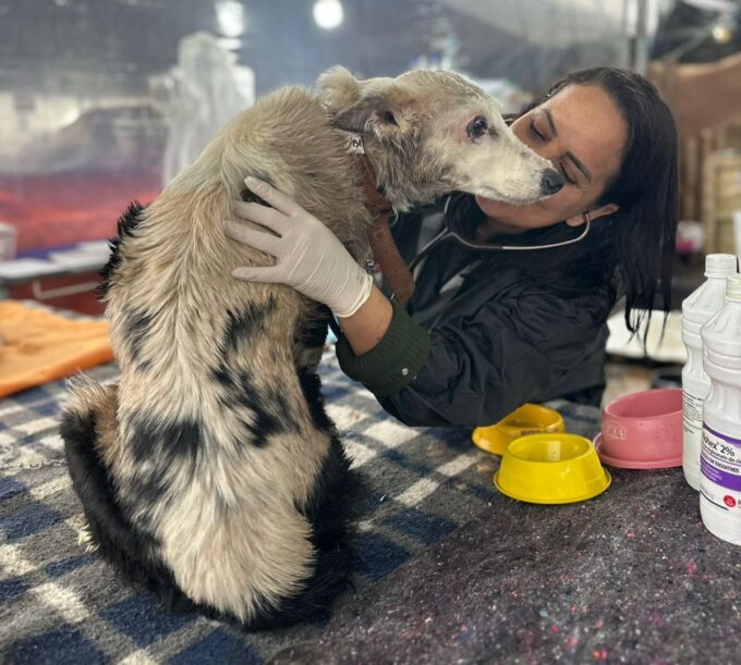 Campanha de Adoção de Animais Resgatados das enchentes no RS Acontece no Shopping Village Mall